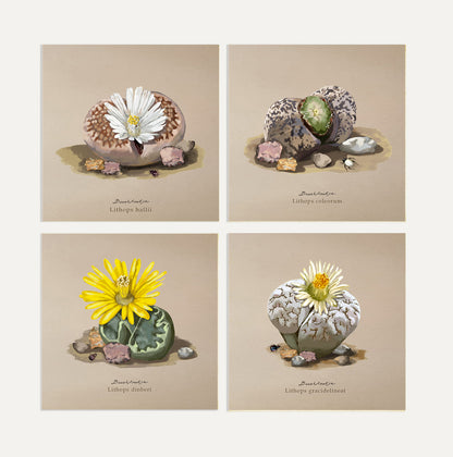Lithops Card Bundle Big on Brown