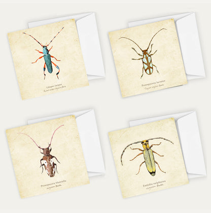 Longhorns Cards Bundle Big on Vintage Background