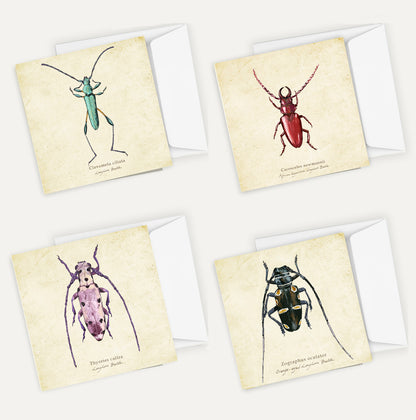 Longhorns Cards Bundle 2 Big on Vintage Background