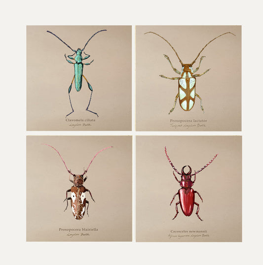 Longhorn Beetles Card Bundle Big on Brown