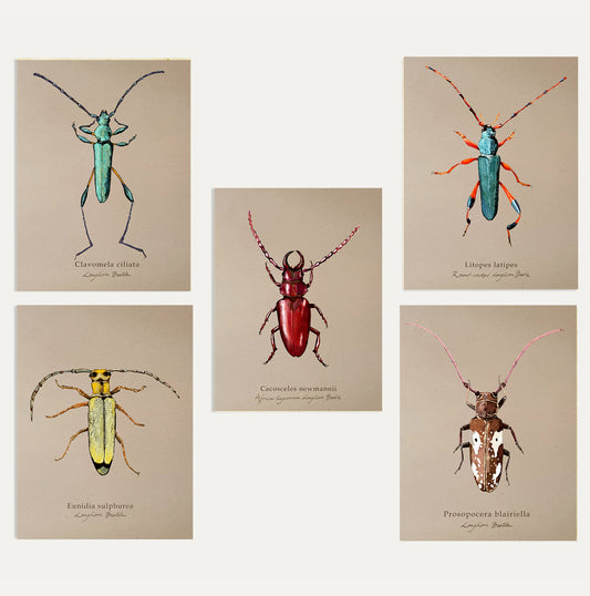 Longhorns Beetles Card Bundle Small on Brown