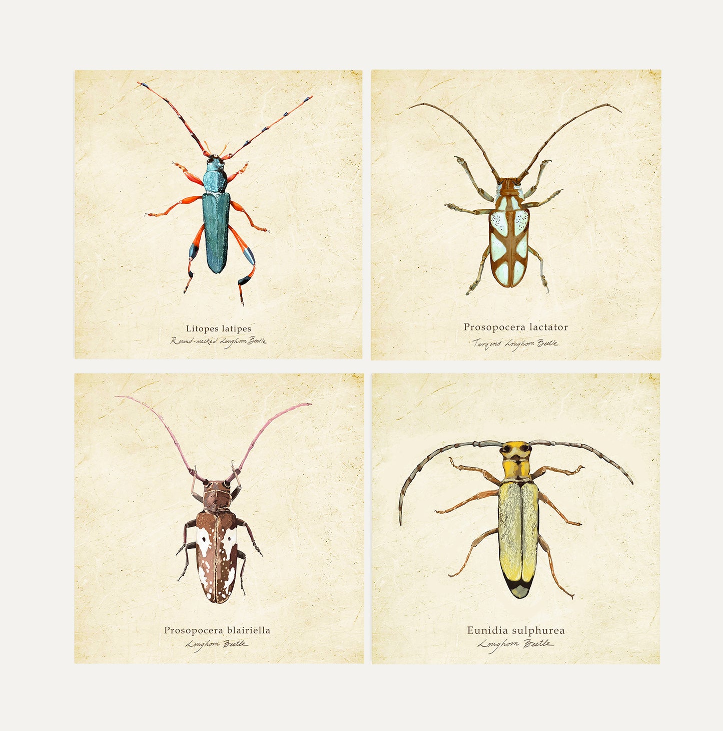 Longhorns Cards Bundle Big on Vintage Background