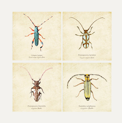 Longhorns Cards Bundle Big on Vintage Background