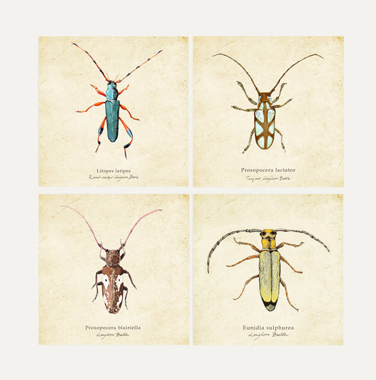 Longhorns Cards Bundle Big on Vintage Background