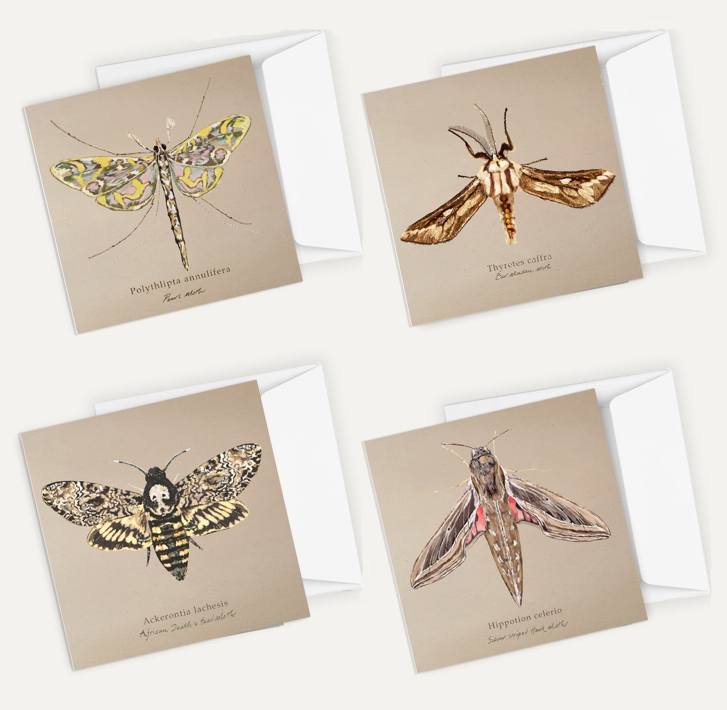 Moths Card Bundle 2 Big on Brown