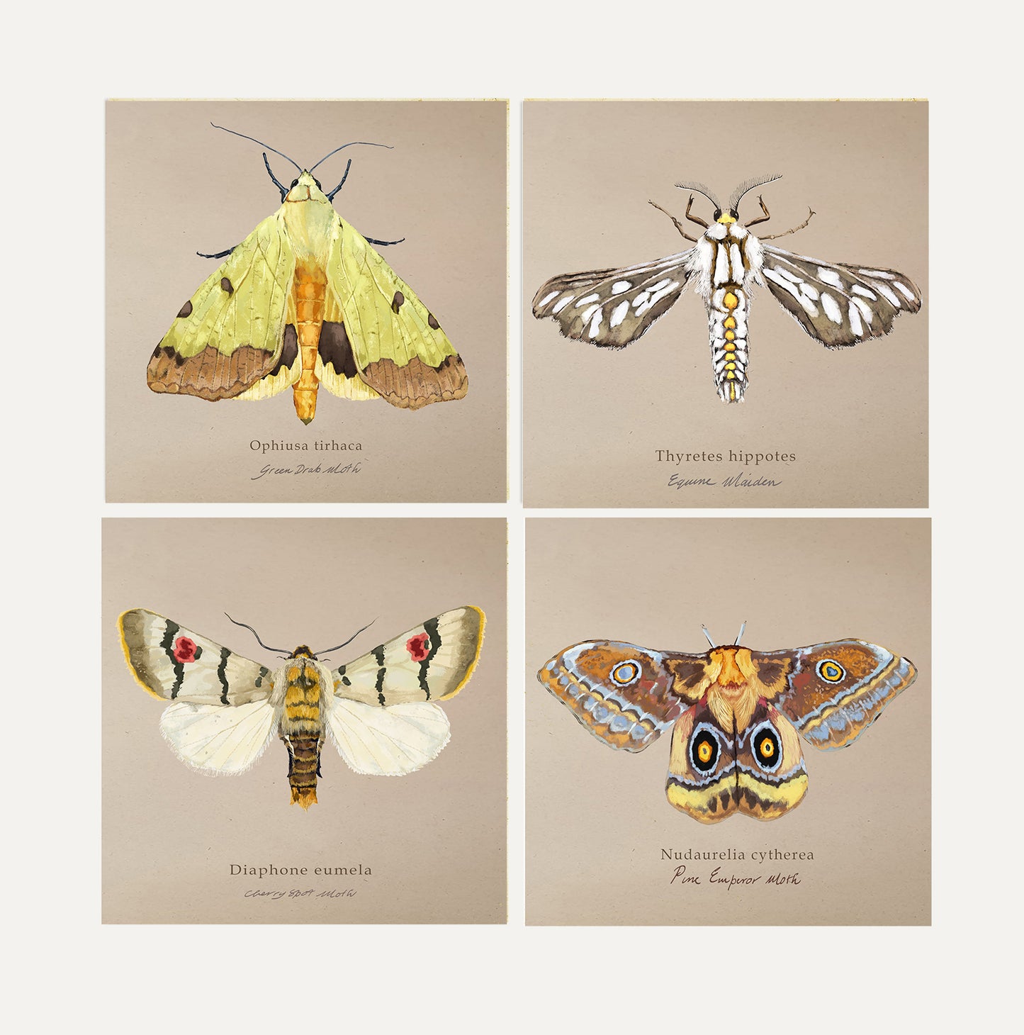 Moths Card Bundle 1 Big on Brown