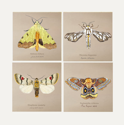 Moths Card Bundle 1 Big on Brown