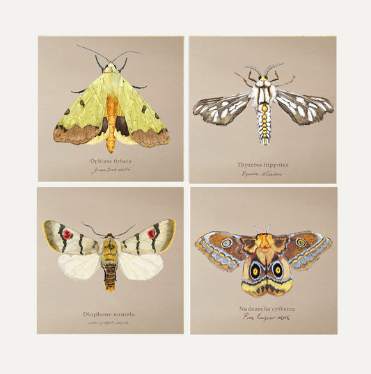 Moths Card Bundle 1 Big on Brown