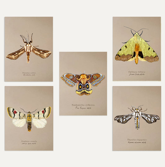 Moths Card Bundle 1 Small on Brown