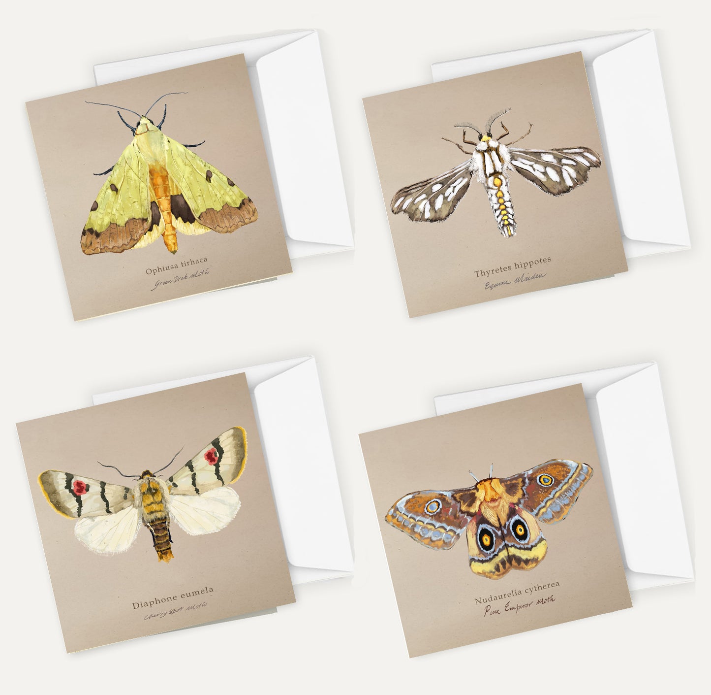 Moths Card Bundle 1 Big on Brown