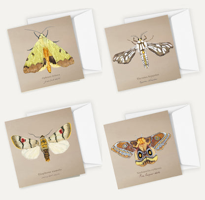 Moths Card Bundle 1 Big on Brown