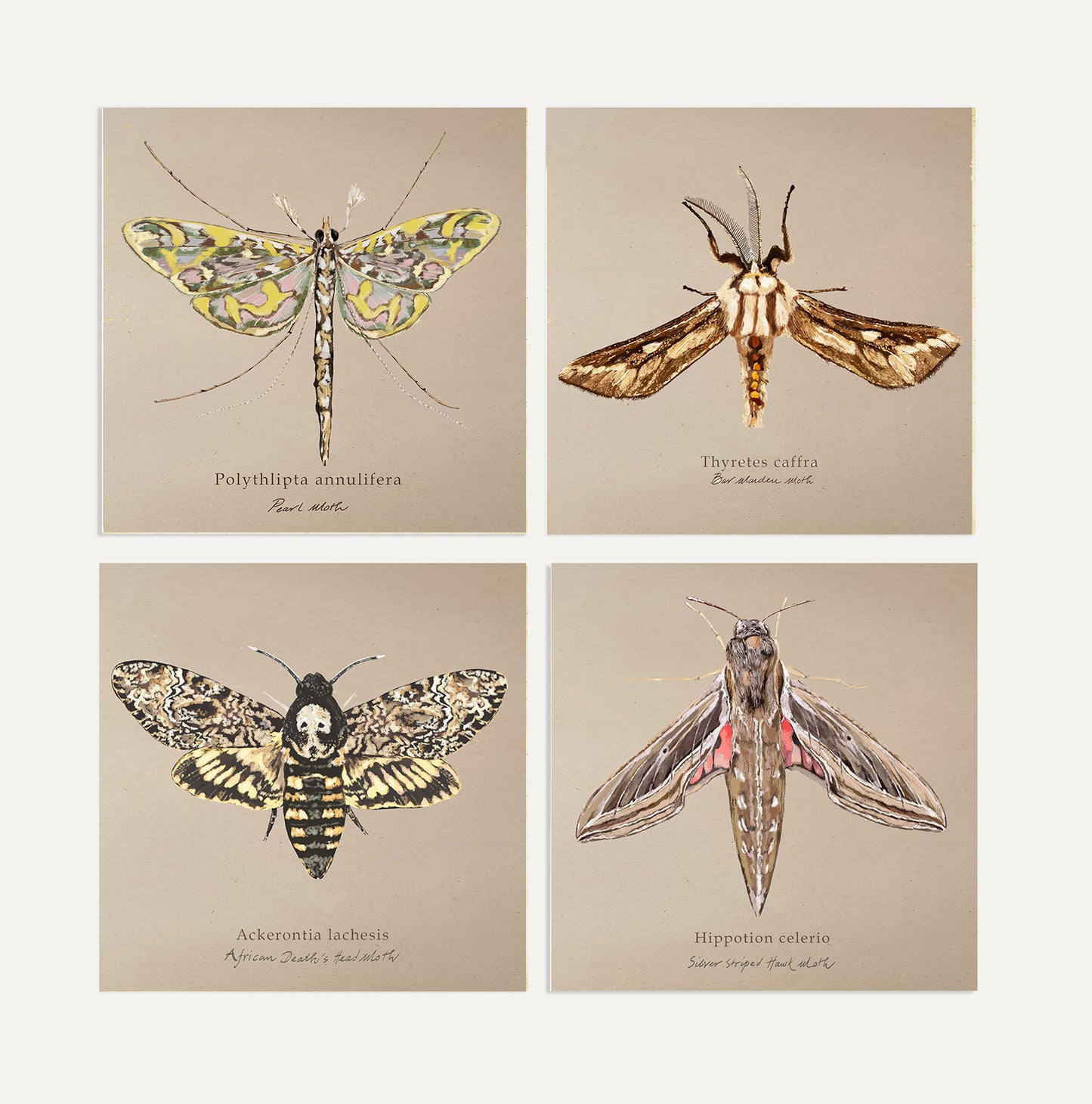 Moths Card Bundle 2 Big on Brown