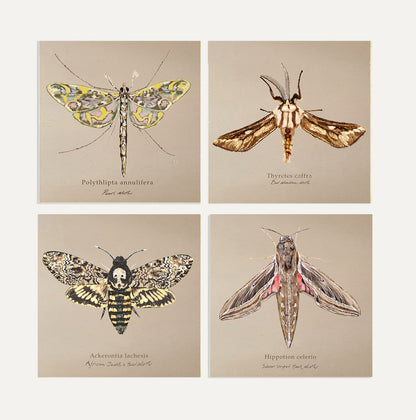 Moths Card Bundle 2 Big on Brown