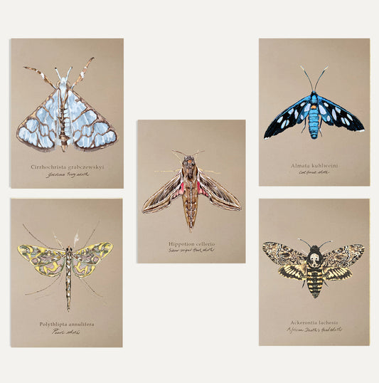 Moths Card Bundle 2 on Brown