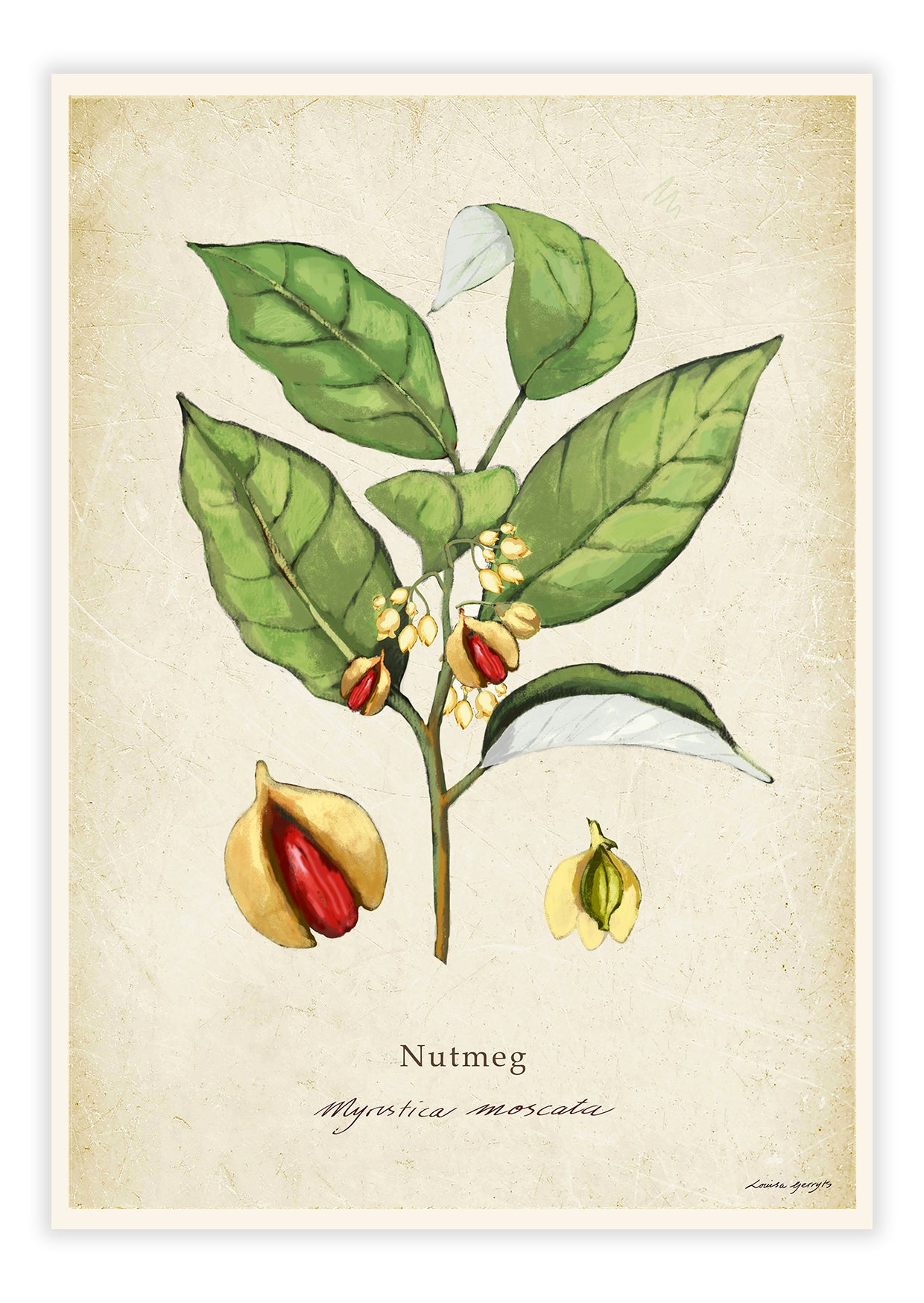 Nutmeg on a Vintage Background