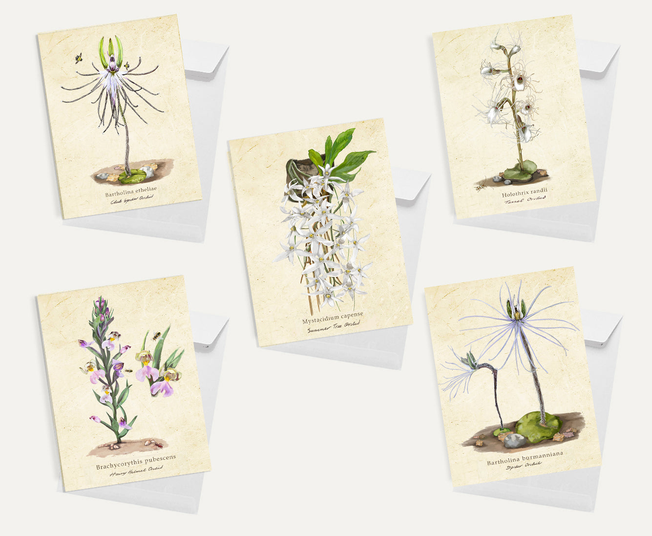 Orchid Card Bundle Small on a Vintage Background