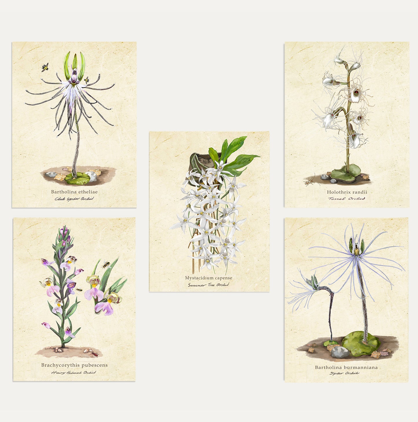 Orchid Card Bundle Small on a Vintage Background