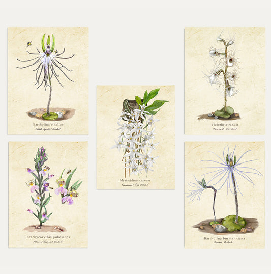 Orchid Card Bundle Small on a Vintage Background