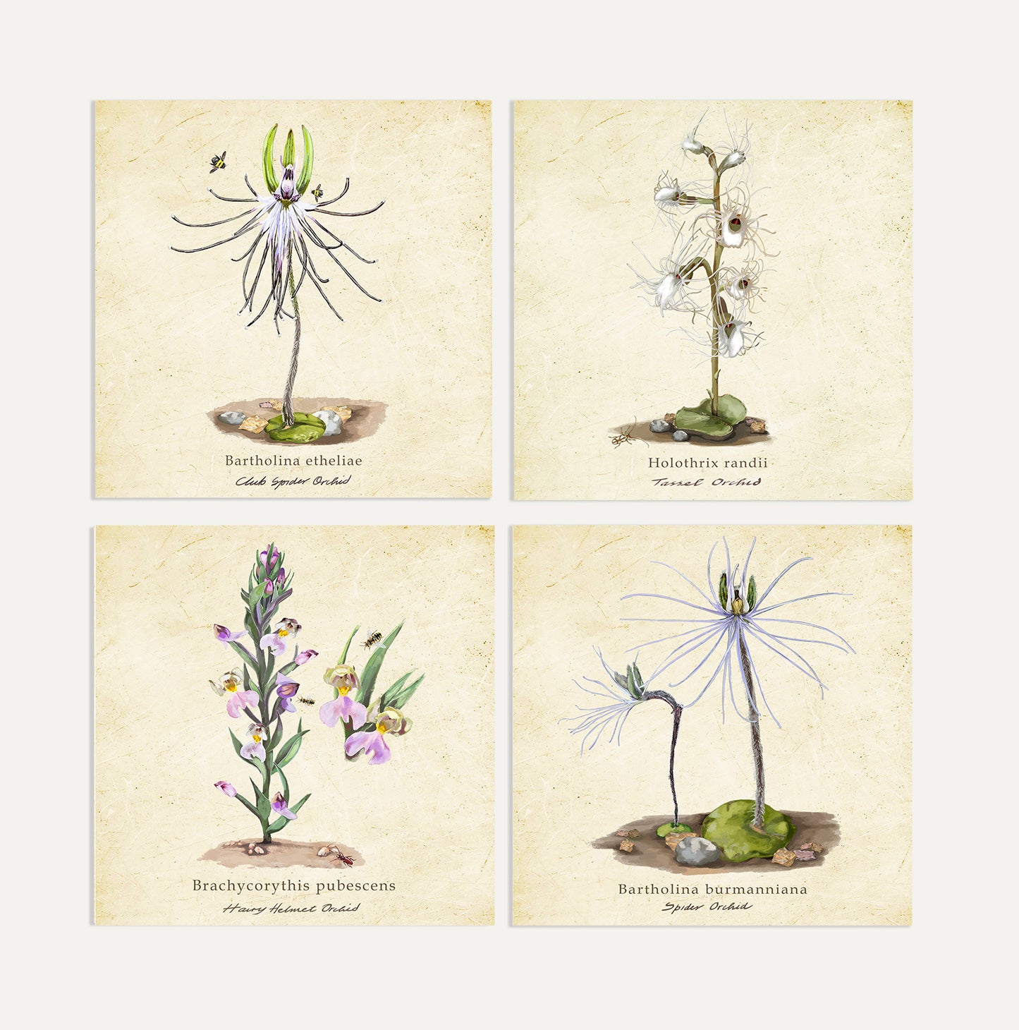 Orchids Card Bundle Big on a Vintage Background