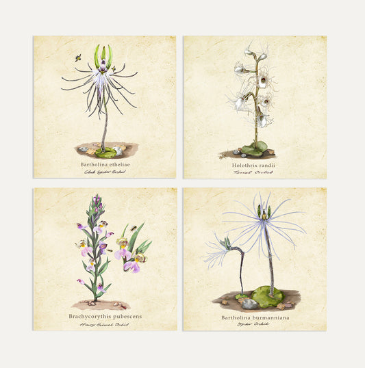 Orchids Card Bundle Big on a Vintage Background