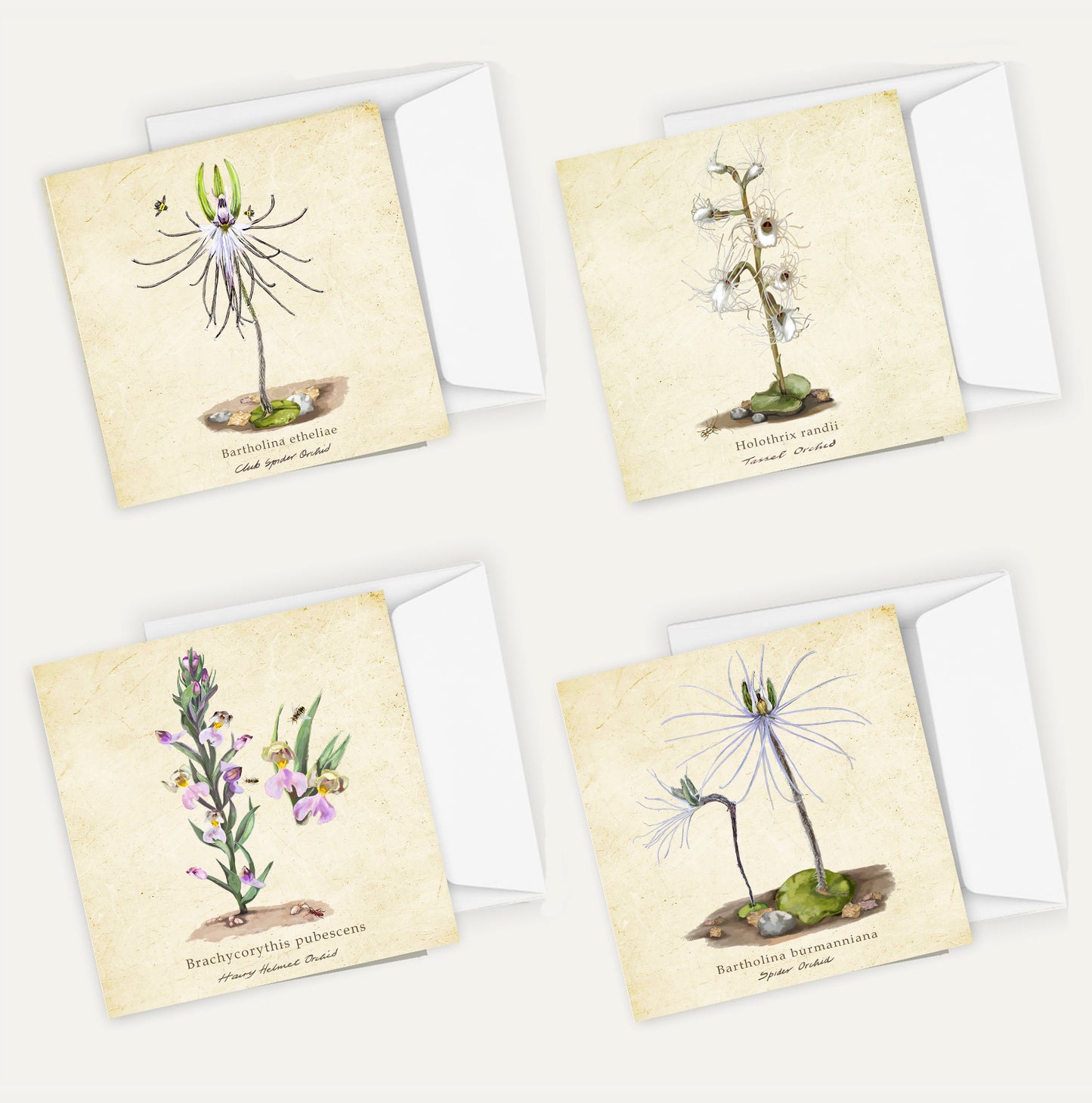 Orchids Card Bundle Big on a Vintage Background