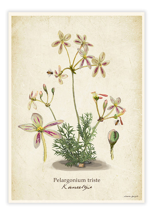 Pelargonium triste - Kaneeltjie