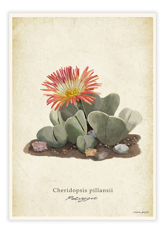 Lobster Claw Vygie - Polvygie on Vintage Background