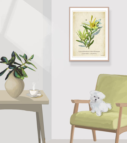 Limestone Conebush on a Vintage Background