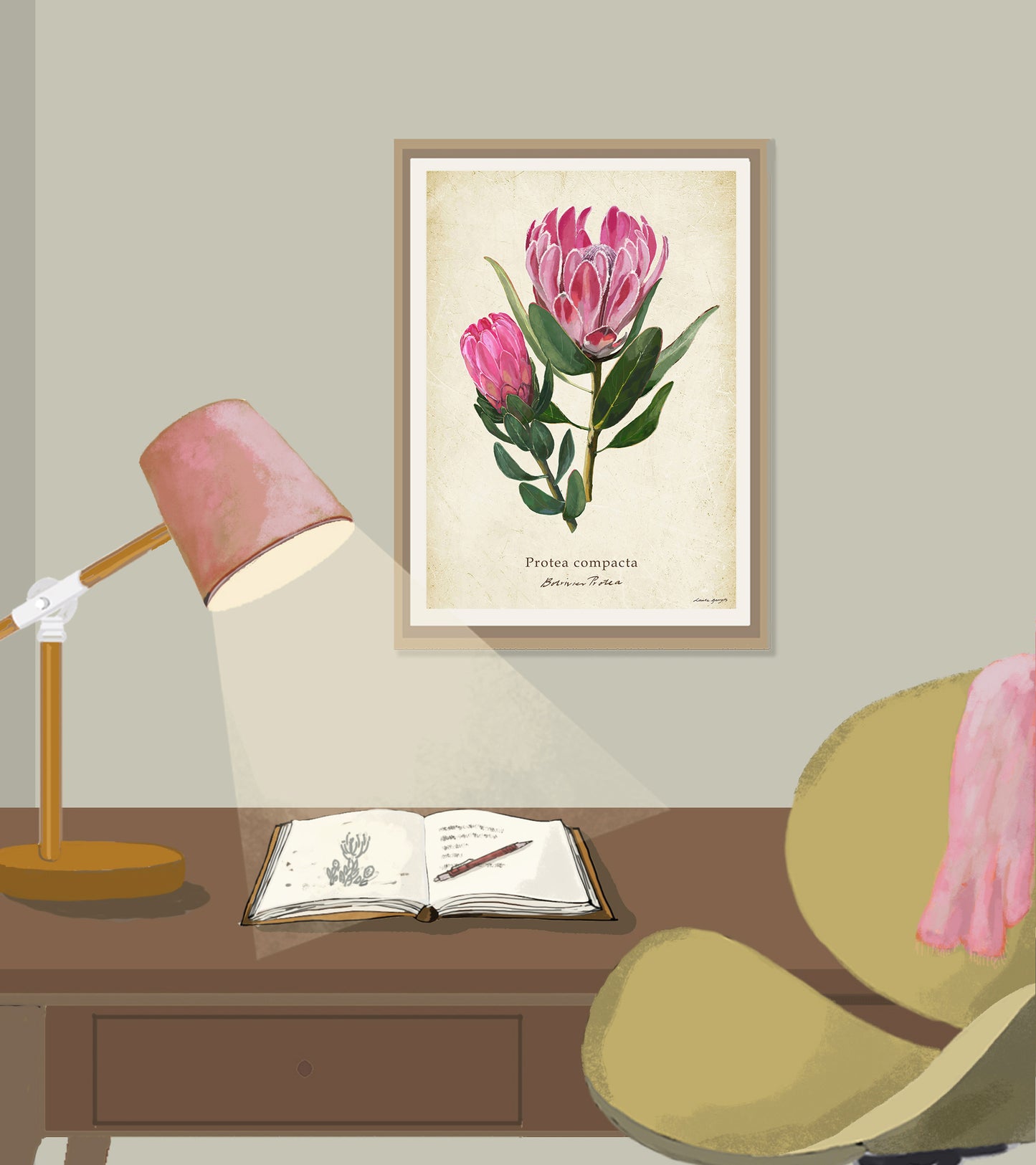 Protea compacta - Botrivier Protea