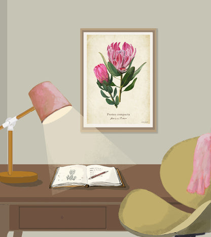 Protea compacta - Botrivier Protea