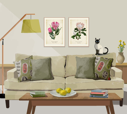 Protea compacta - Botrivier Protea