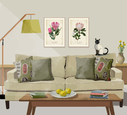 Protea cynaroides - King Protea