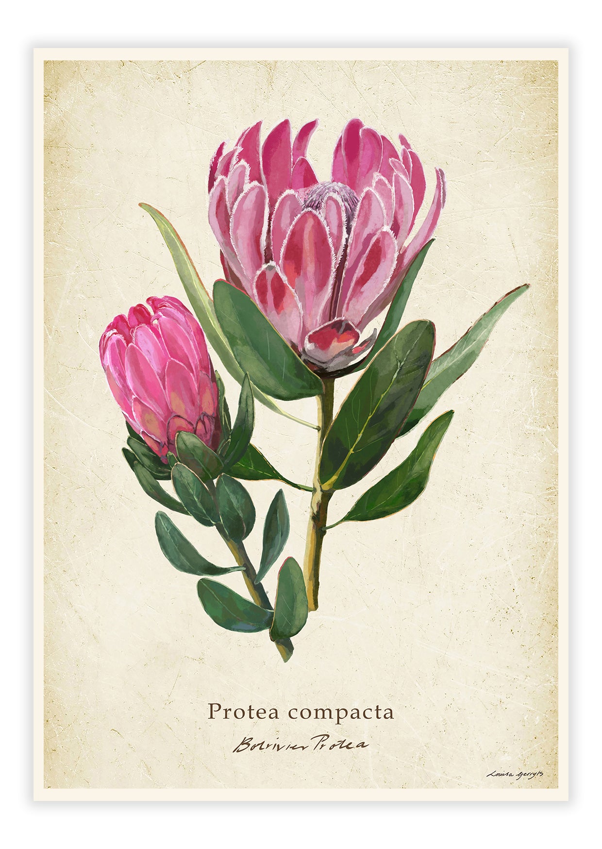 Protea compacta - Botrivier Protea