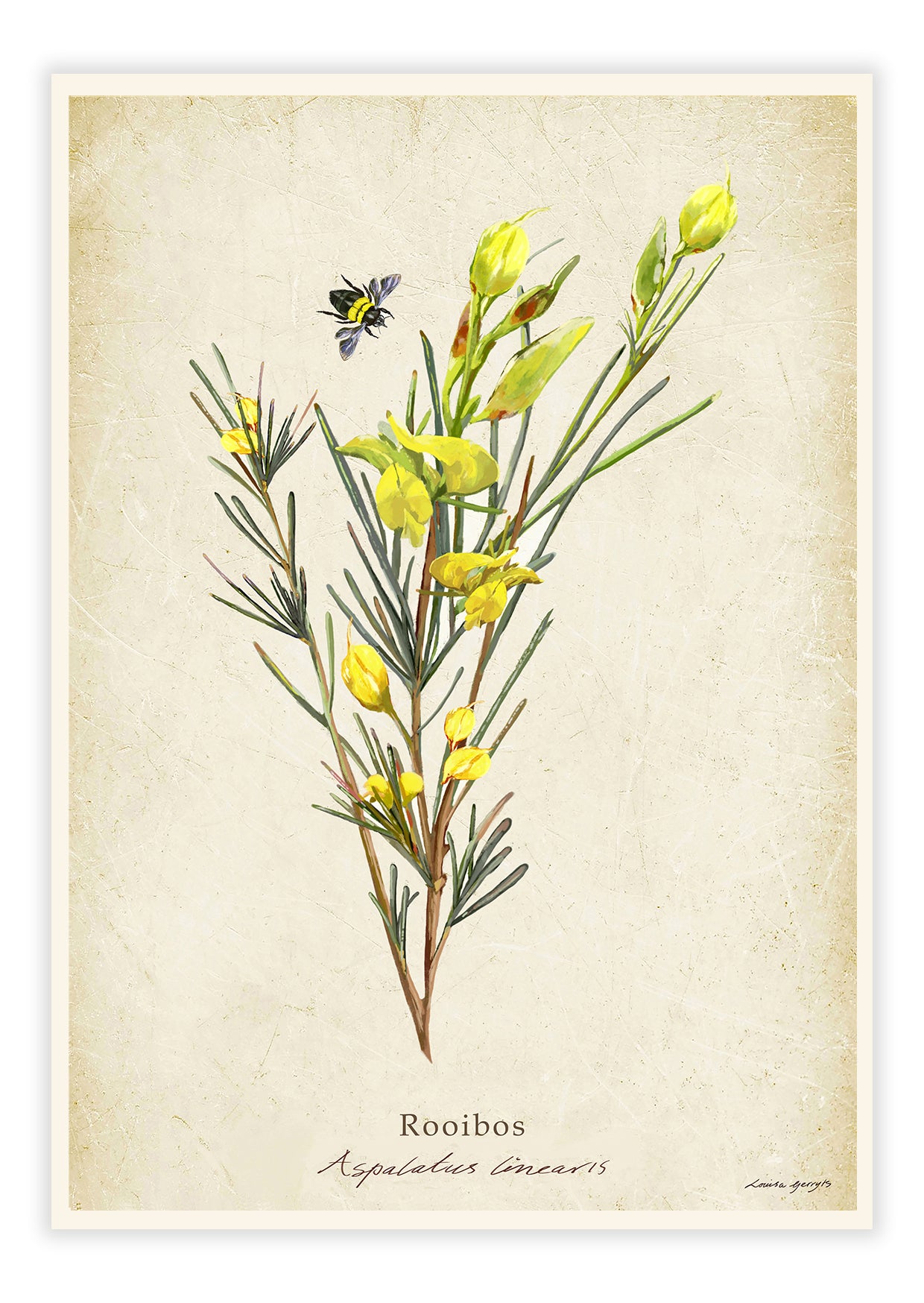 Rooibos on a Vintage Background