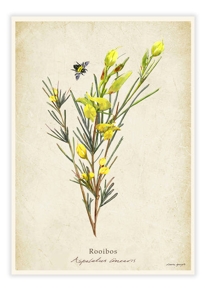 Rooibos on a Vintage Background