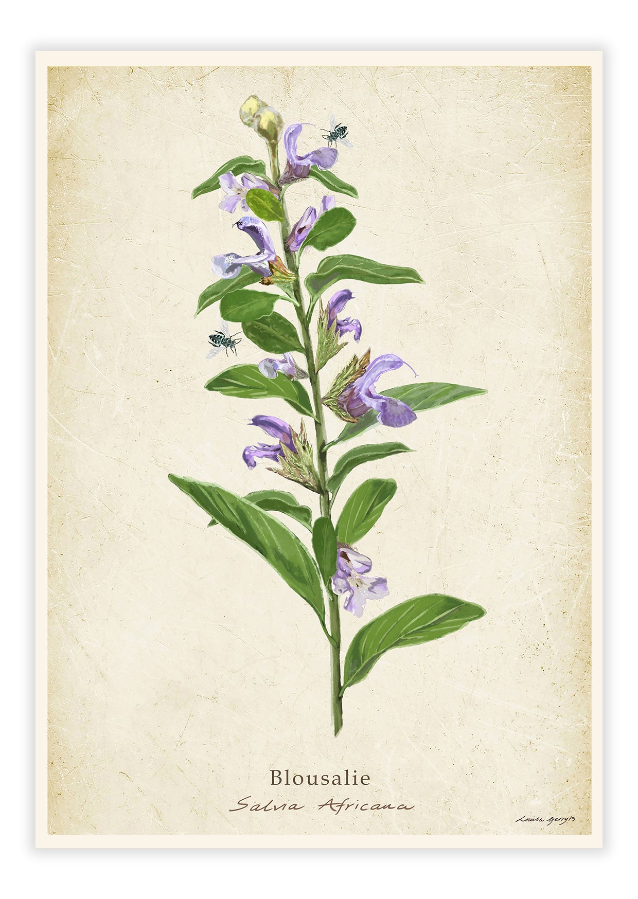 Blousalie on a Vintage Background