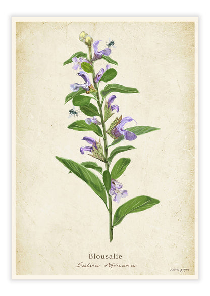 Blousalie on a Vintage Background