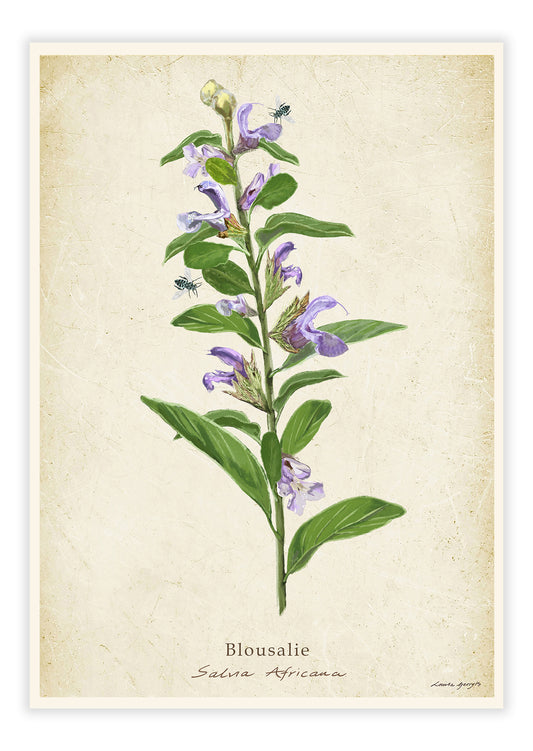 Blousalie on a Vintage Background