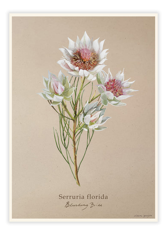 Serrudia Florida - Blushing Bride on Brown