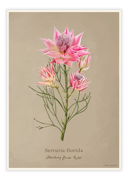 Serruria florida - Blushing Bride Rosé on Brown