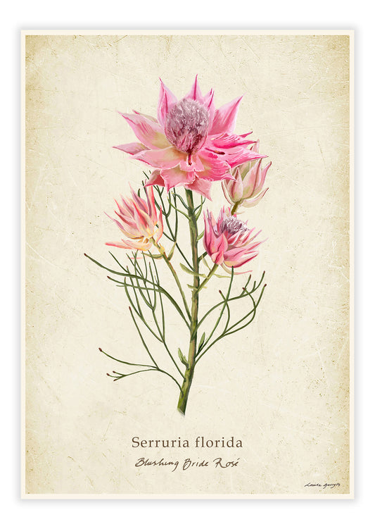 Serruria Florida - Blushing Bride Rosé