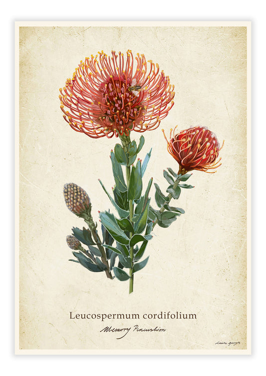 Leucospermum cordifolium - Memory