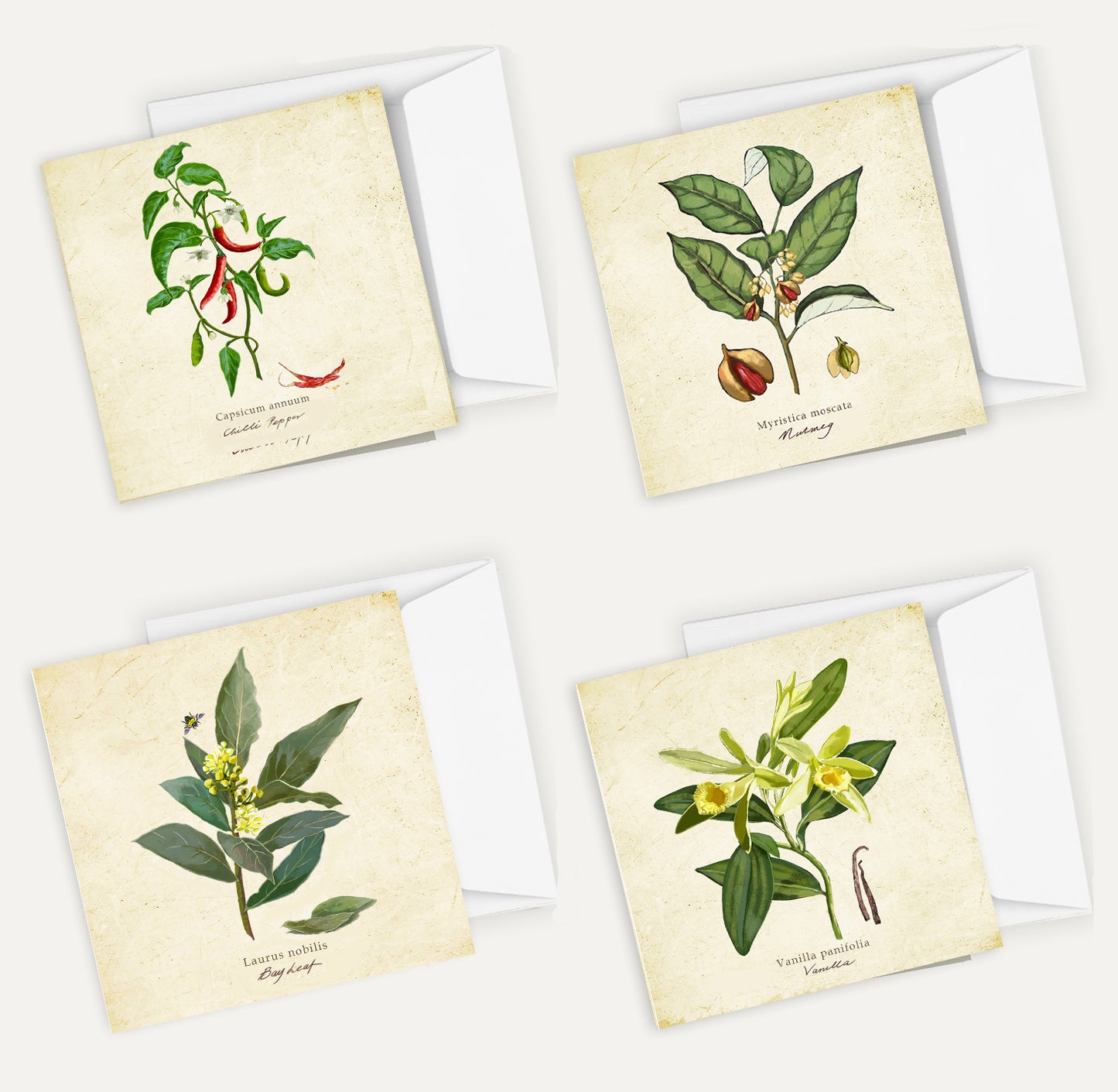 Spices 1 Card Bundle Big on a Vintage Background