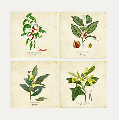Spices 1 Card Bundle Big on a Vintage Background