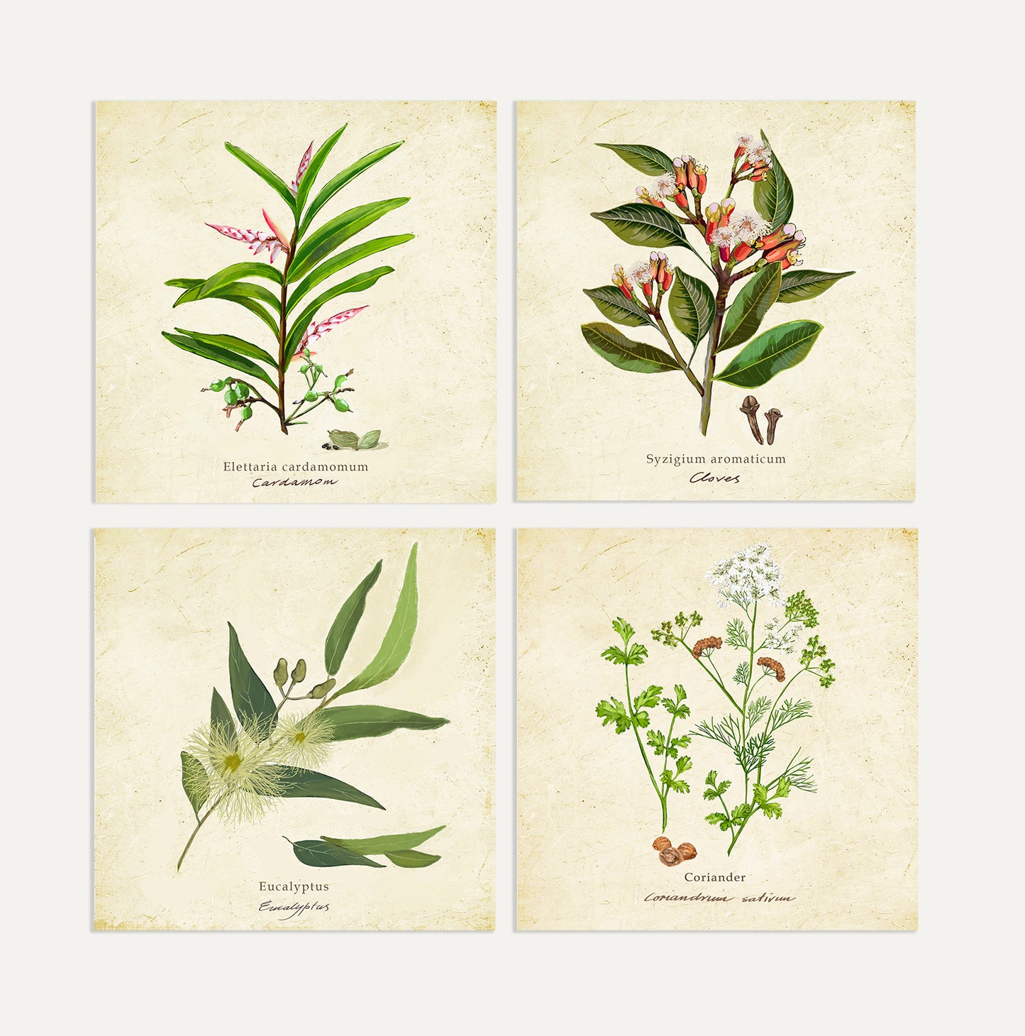 Spices 2 Card Bundle Big on a Vintage Background