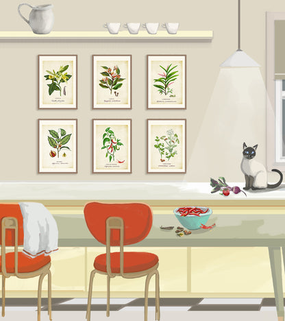 Nutmeg on a Vintage Background