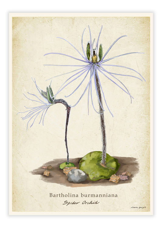 Spider Orchid on a Vintage Background