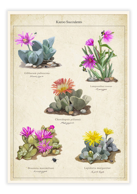 Karoo Succulents Collection on a Vintage Background