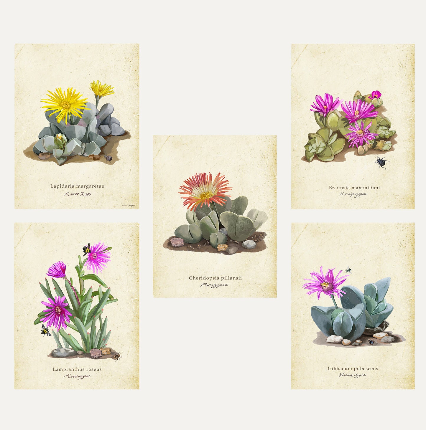 Karoo Succulents Bundle Small on a Vintage Background