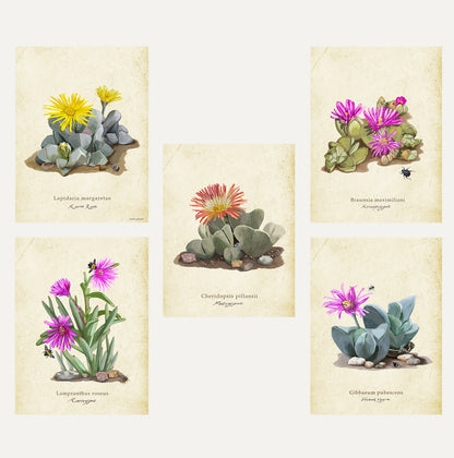 Karoo Succulents Bundle Small on a Vintage Background
